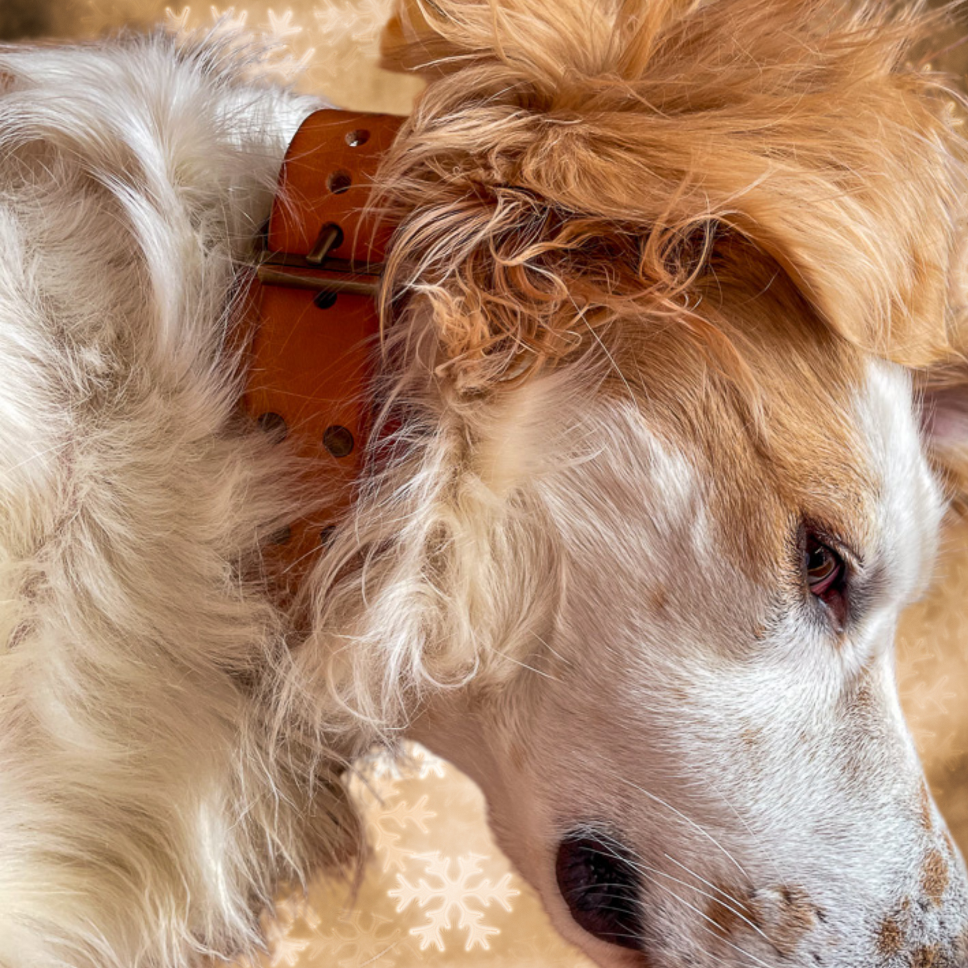 steamvoyage-collare artigianale in cuoio per cani di taglia grande